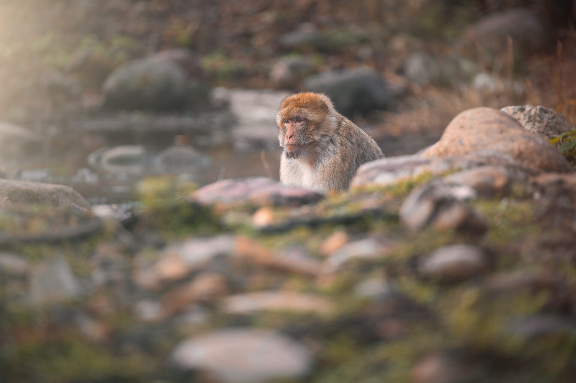Barbary Macaque Gaia Zoo Heerlen Kerkrade Ape