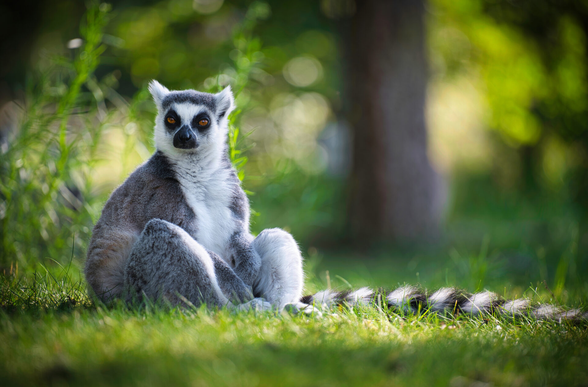 Beekse Bergen Maki Catta Lemur Green relax Animal Zoo Bokuh Tilburg