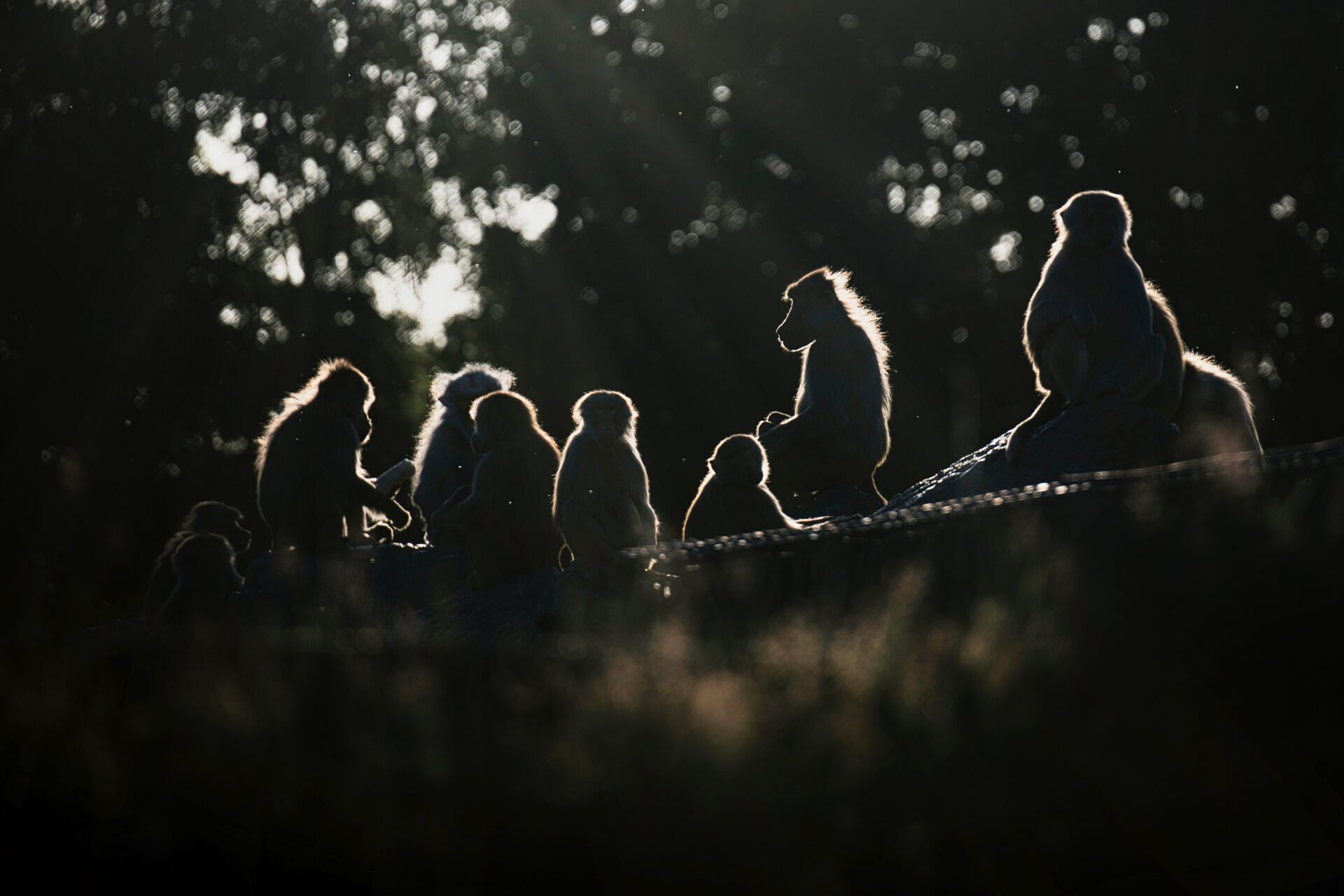 Beekse Bergen ape aap baviaan baboon zoo Sunset Tilburg