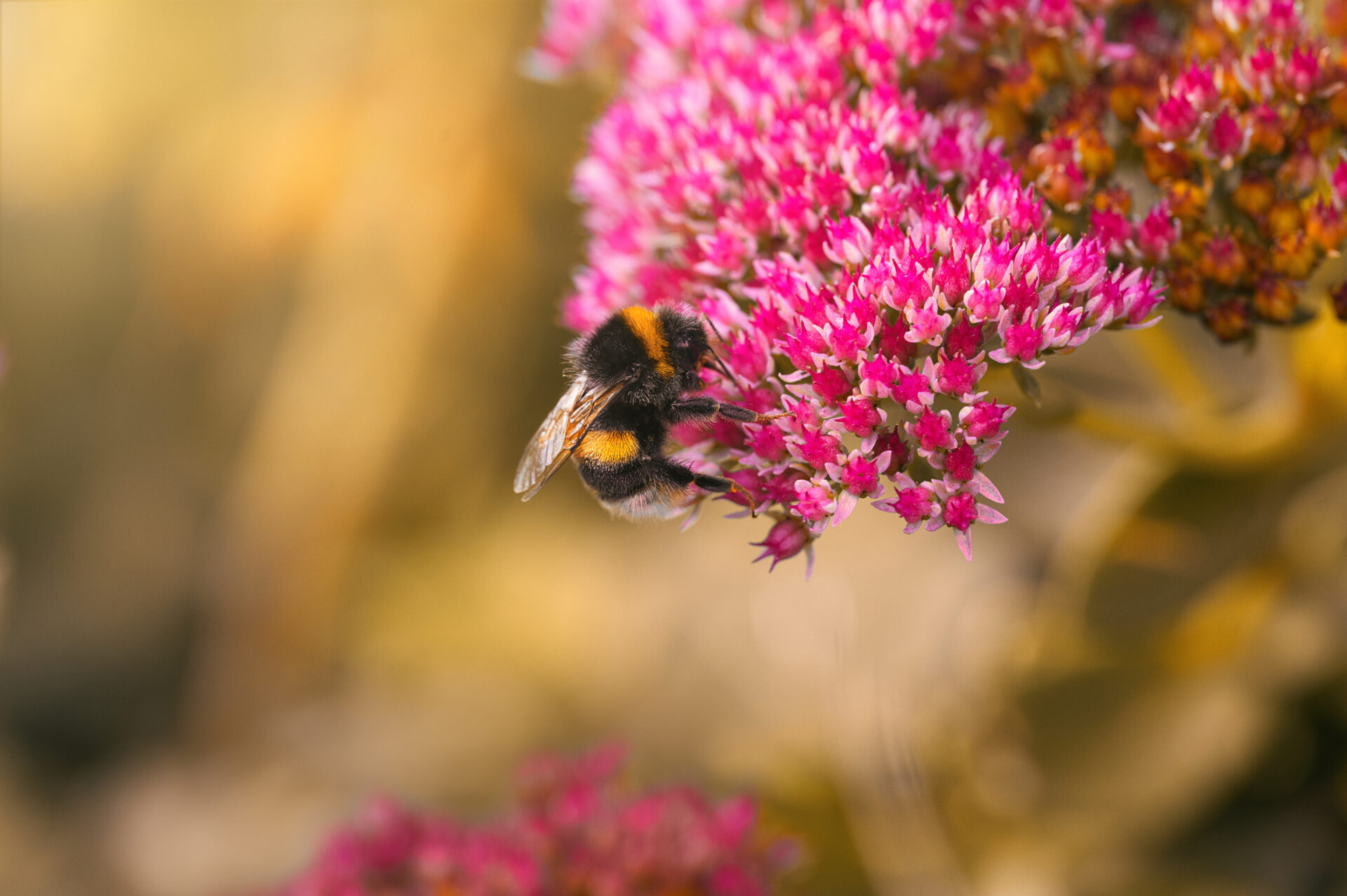 Bumblebee Macro Photography pink flower Nature