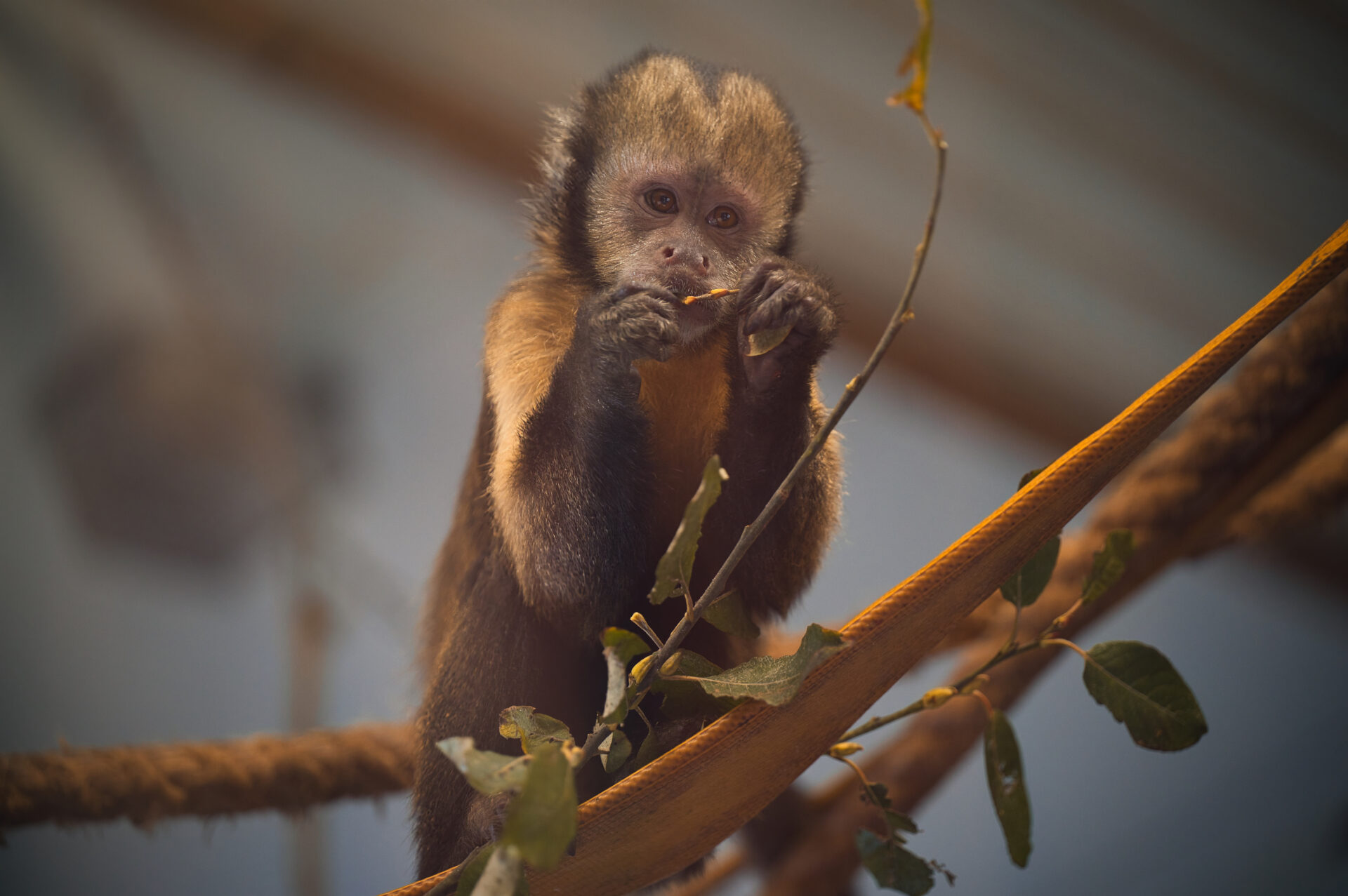 Capuchin Monkey Heerlen Kerkrade Gaia Zoo
