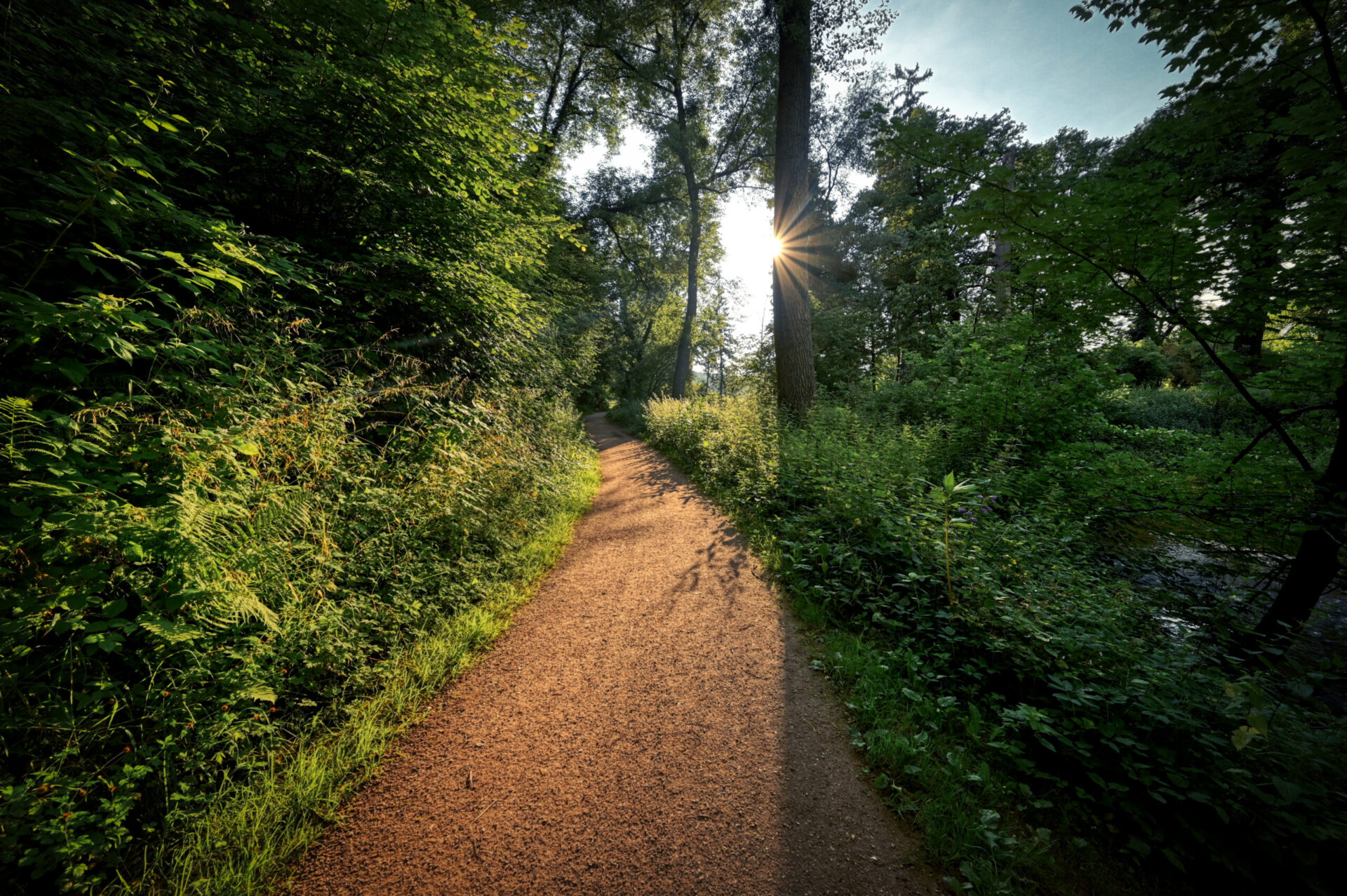 Forest Path Road Nature sunset Valkenburg 01 scaled
