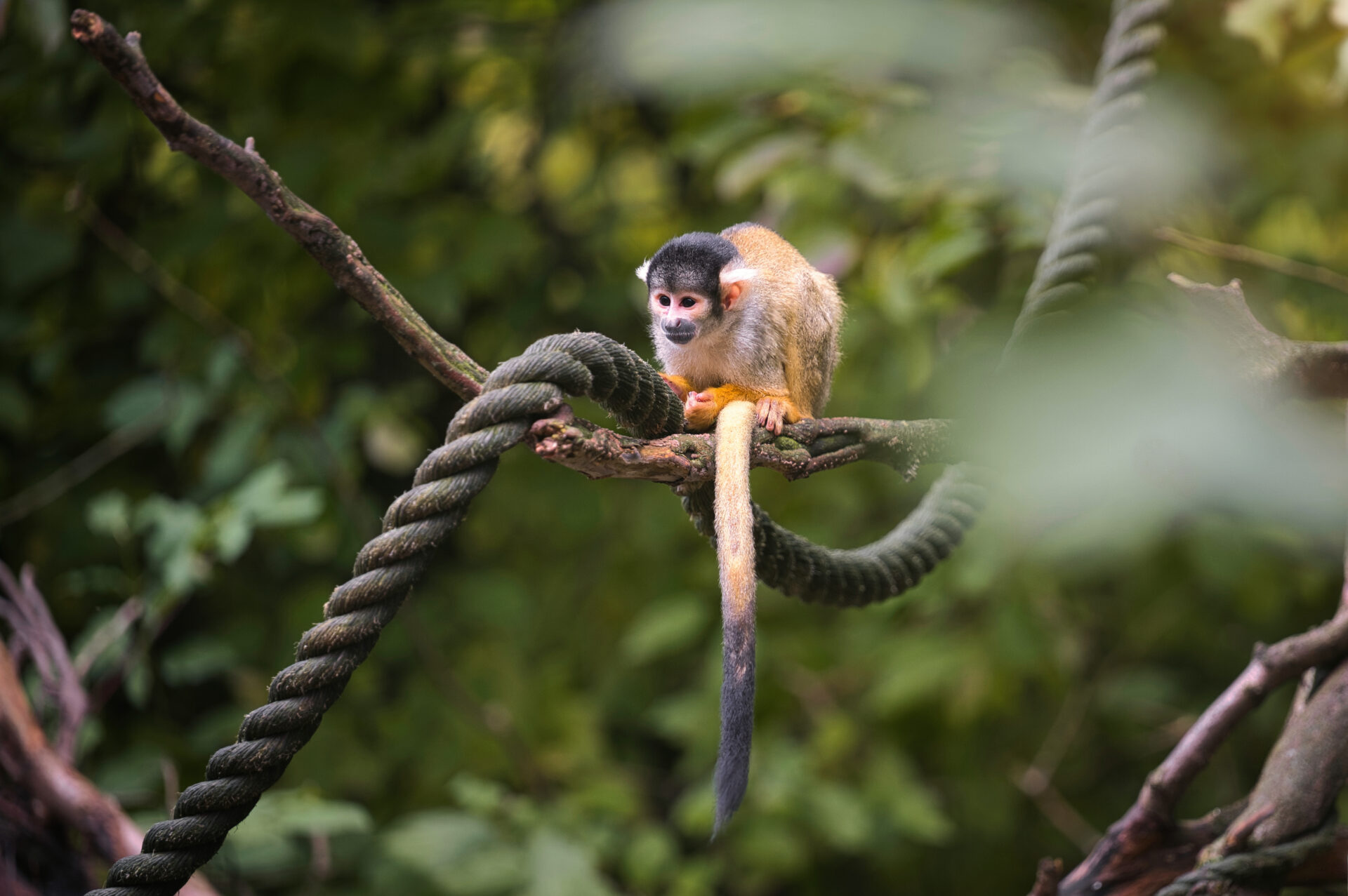 Gaia Zoo Kerkrade Limburg Netherlands squirrel monkey