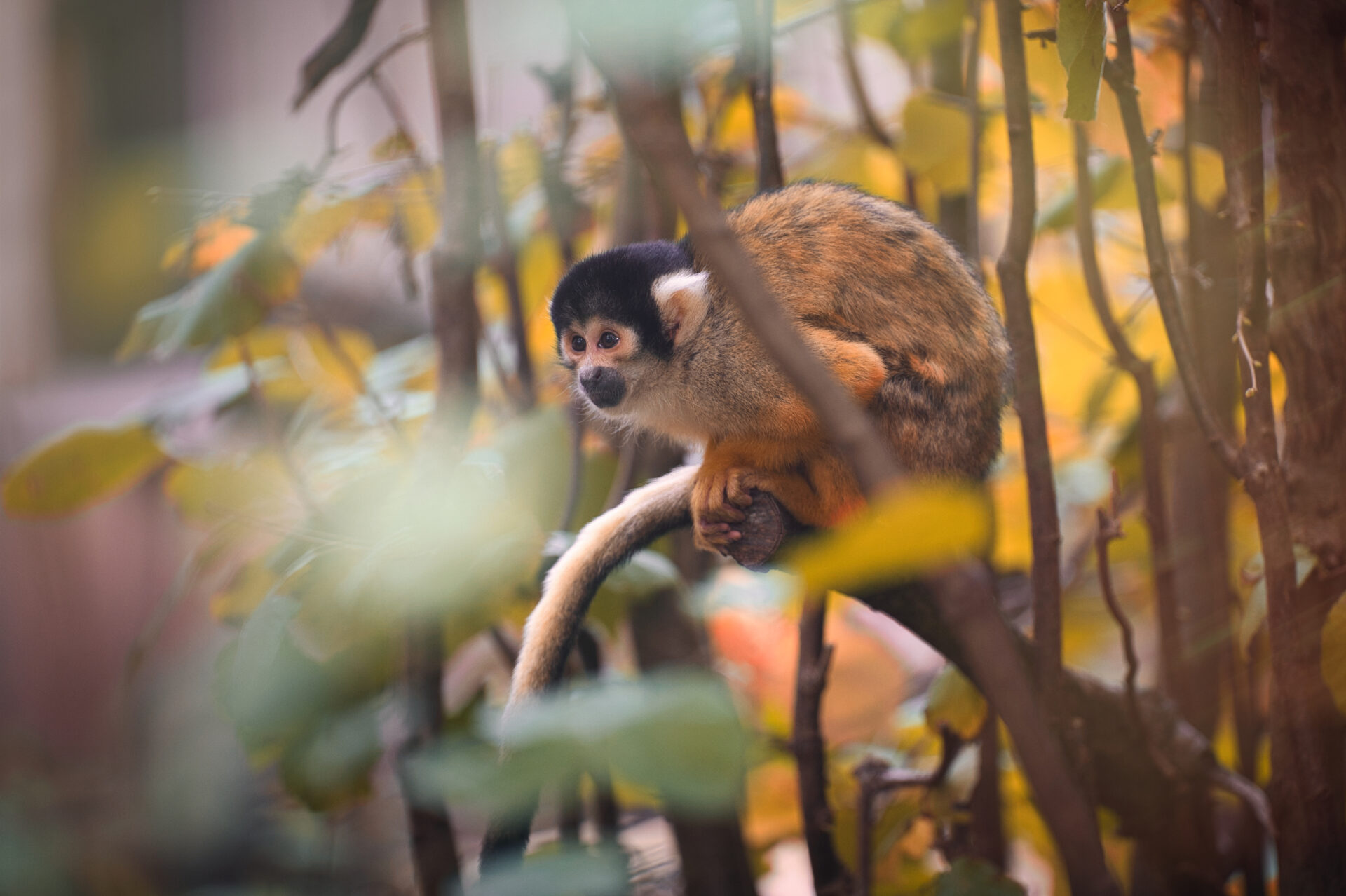 Gaia Zoo squirrel monkey Limurg Netherlands Kerkrade Animal Nature Autumn