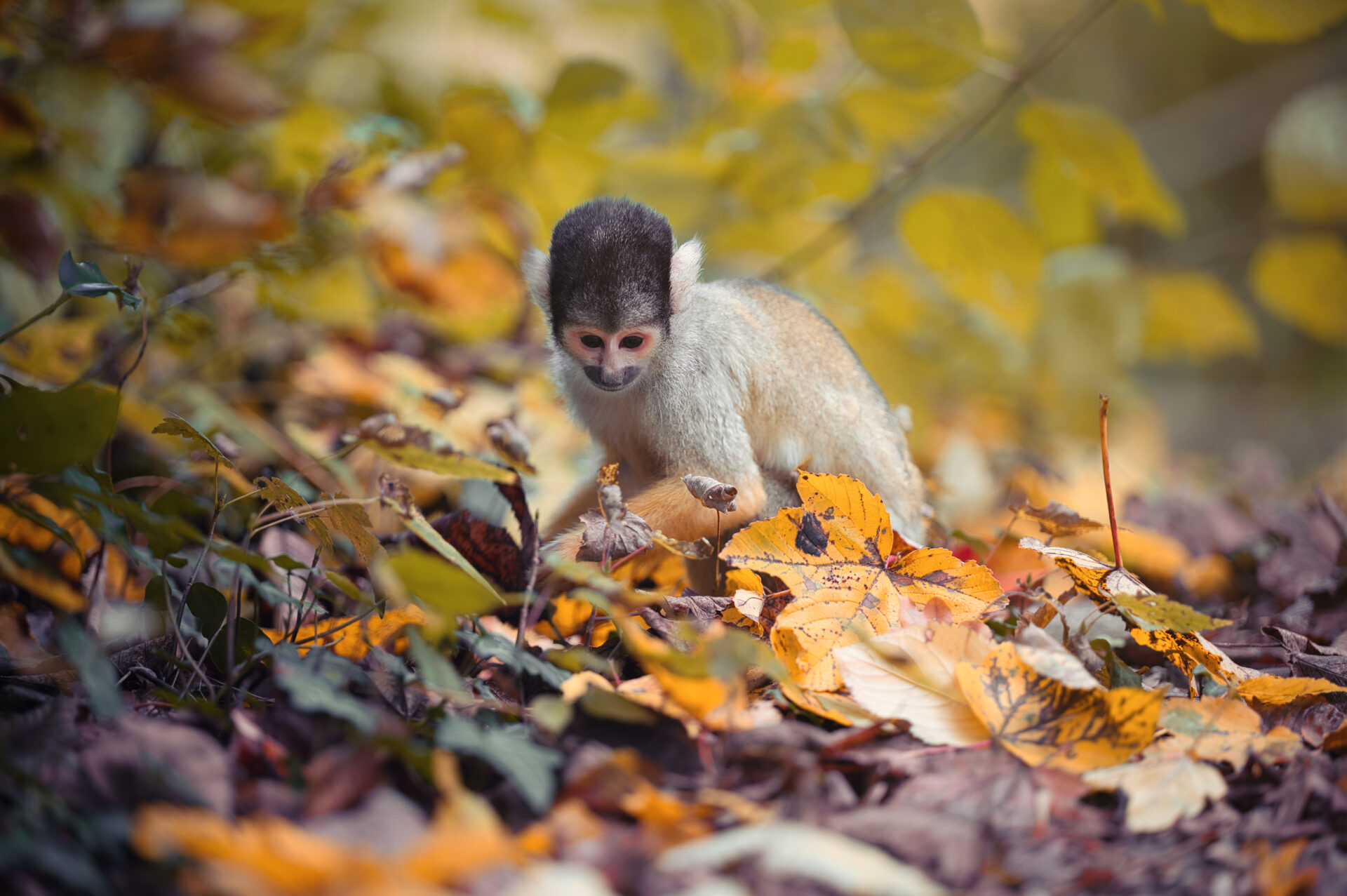 Gaia Zoosquirrel monkey Autumn Leaves Orange