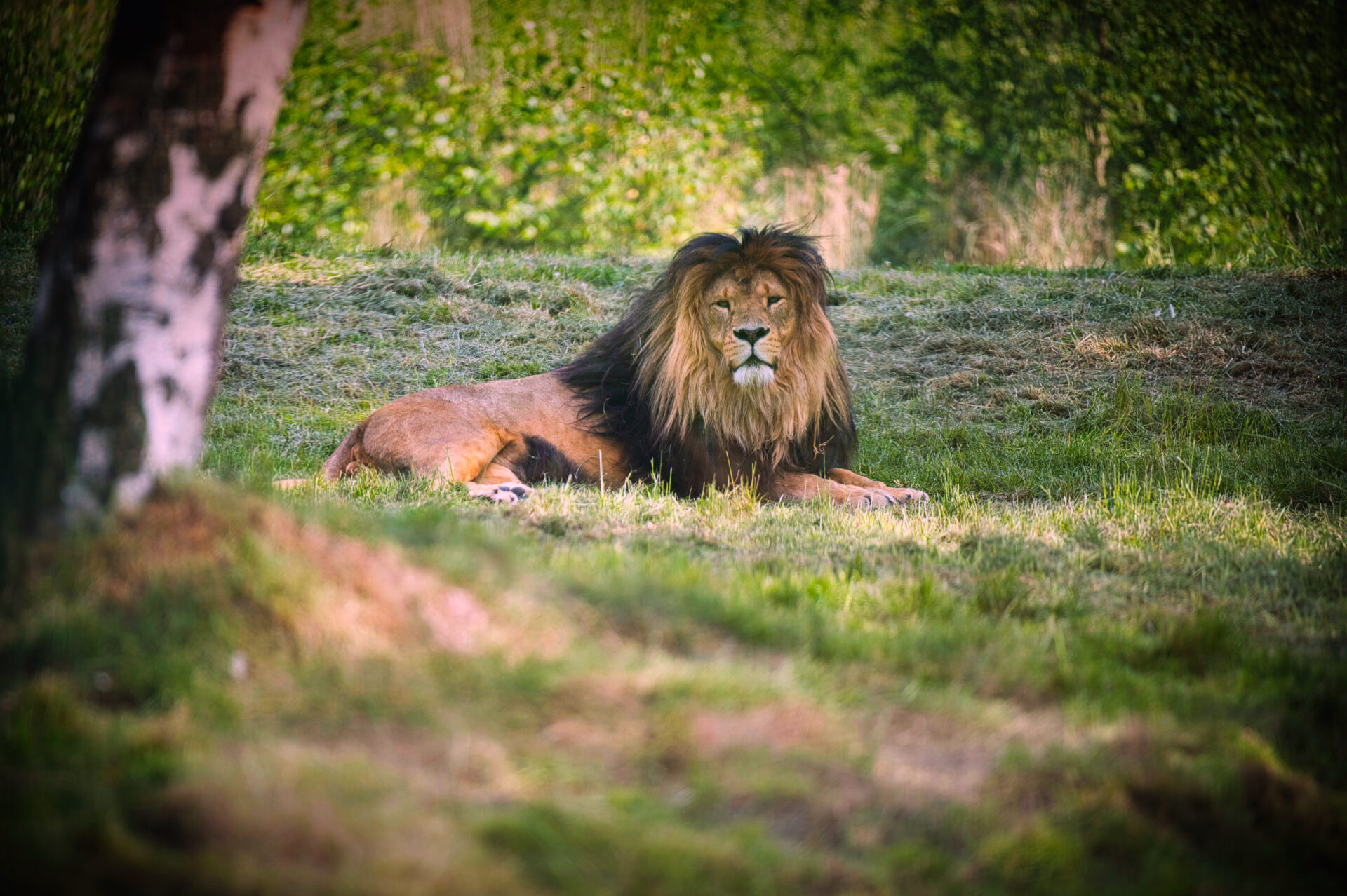 Lion Leeuw Beekse Bergen Zoo Dierentuin Safari Animals Tilburg Netherlands