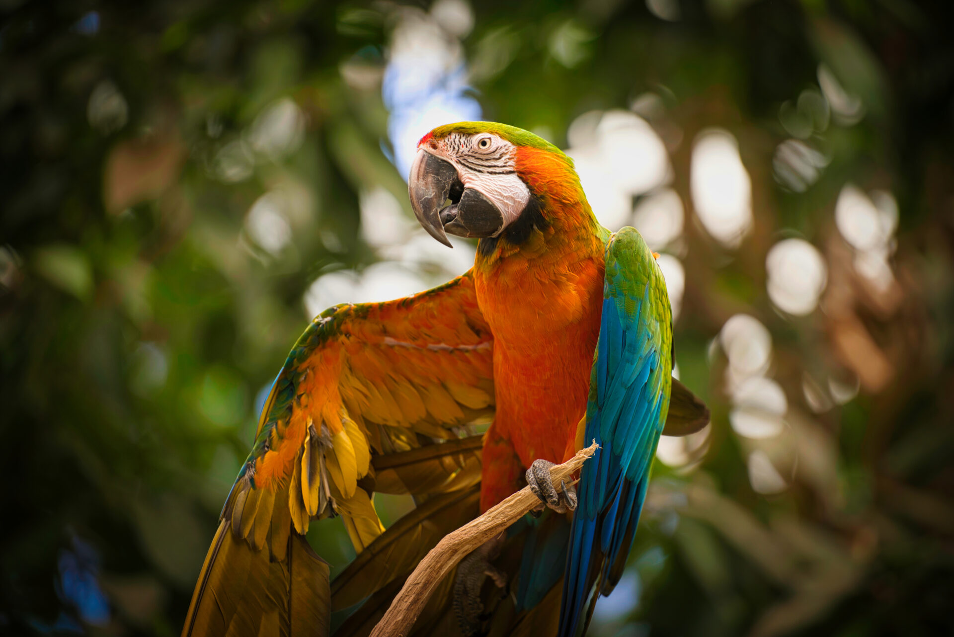 Mondo Verde Zoo Limburg Landgraaf dierentuin parrot papagaai kleur