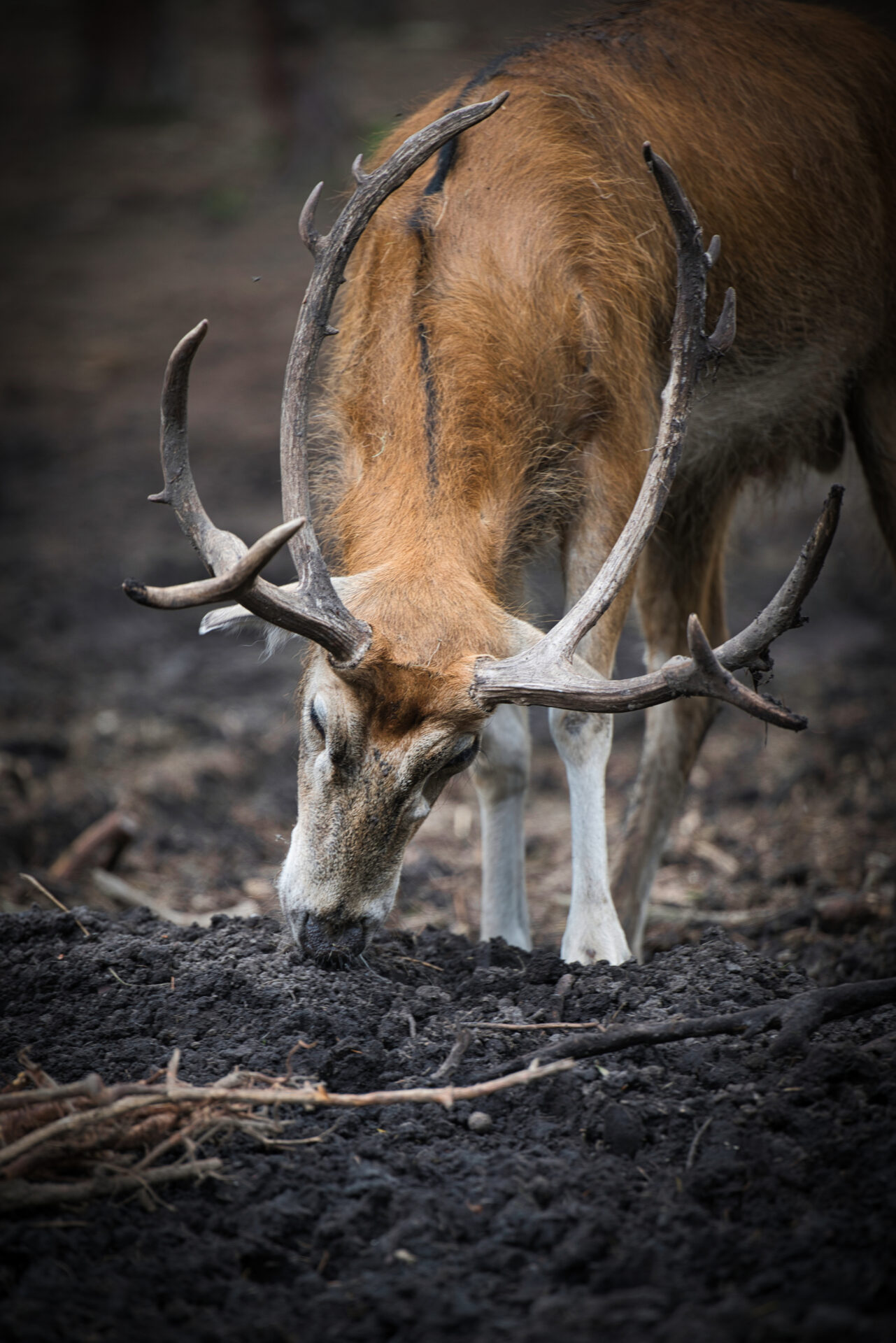 Red Deer Edelhert Beekse Bergen Zoo Dierentuin Safari Animals Tilburg Netherlands