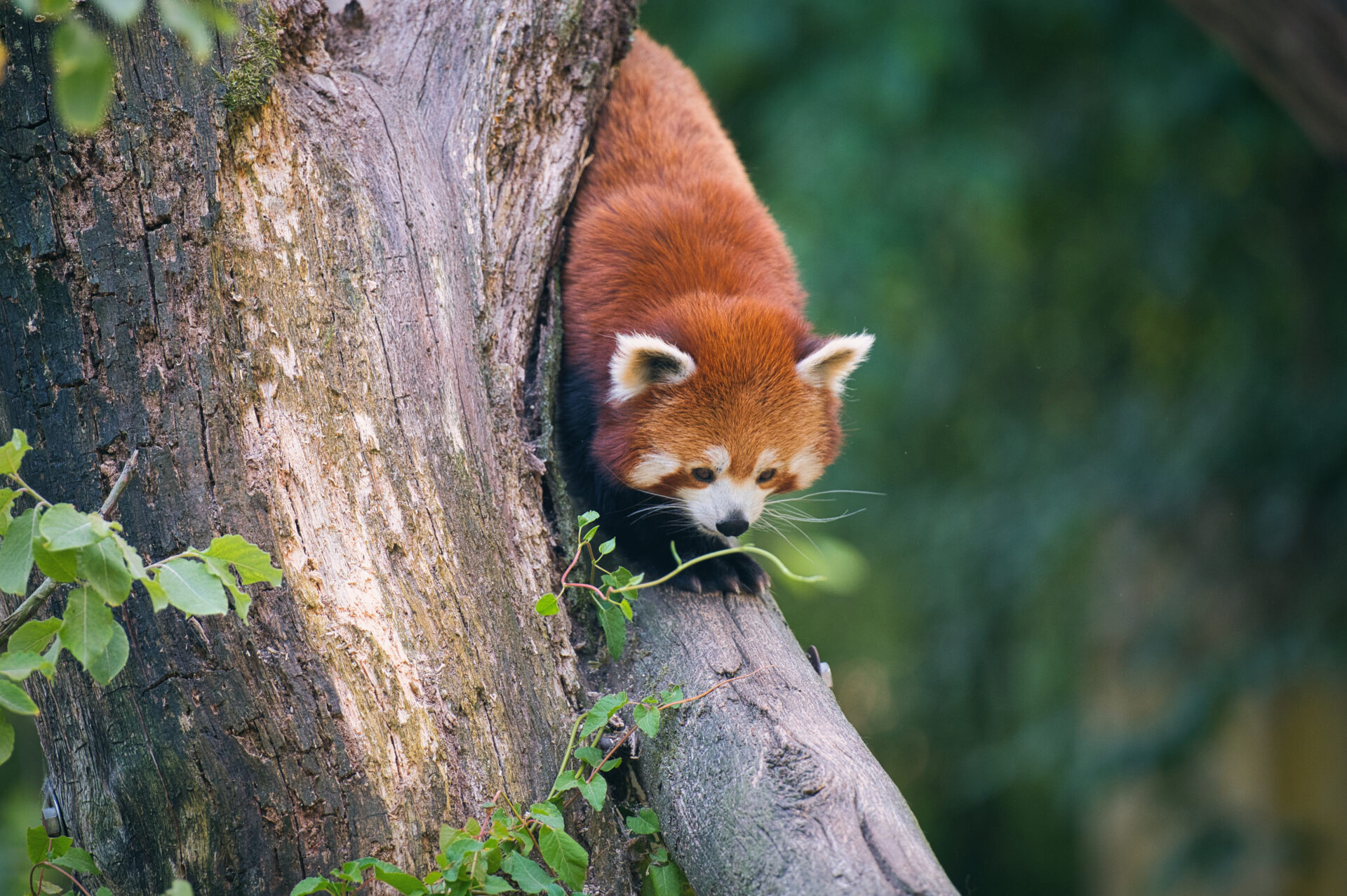 Red Panda Rode Panda Beekse Bergen Zoo Dierentuin Safari Animals Tilburg Netherlands