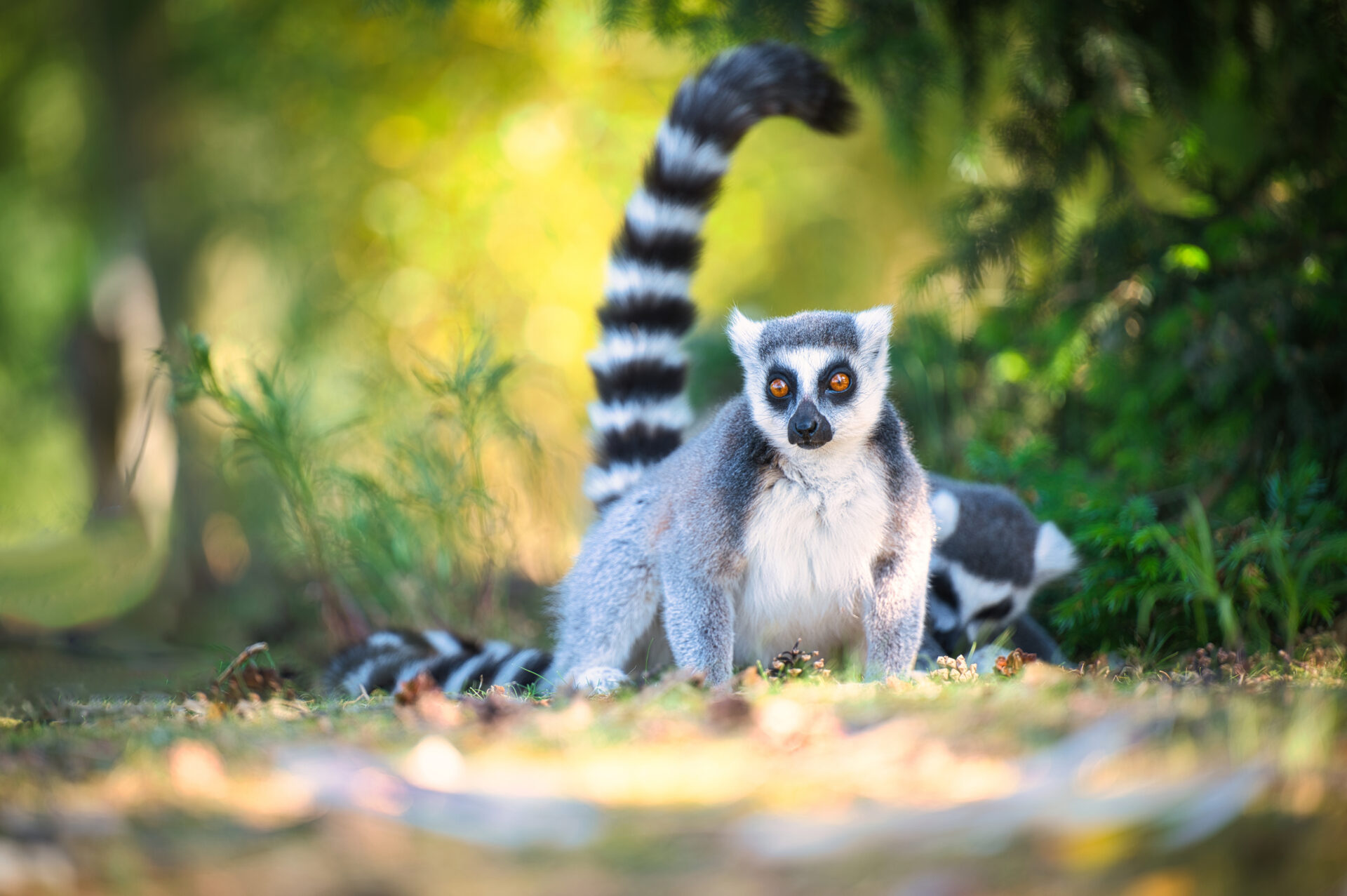 Ring Tailed Lemur Ringstaart Maki Beekse Bergen Zoo Dierentuin Safari Animals Tilburg Netherlands
