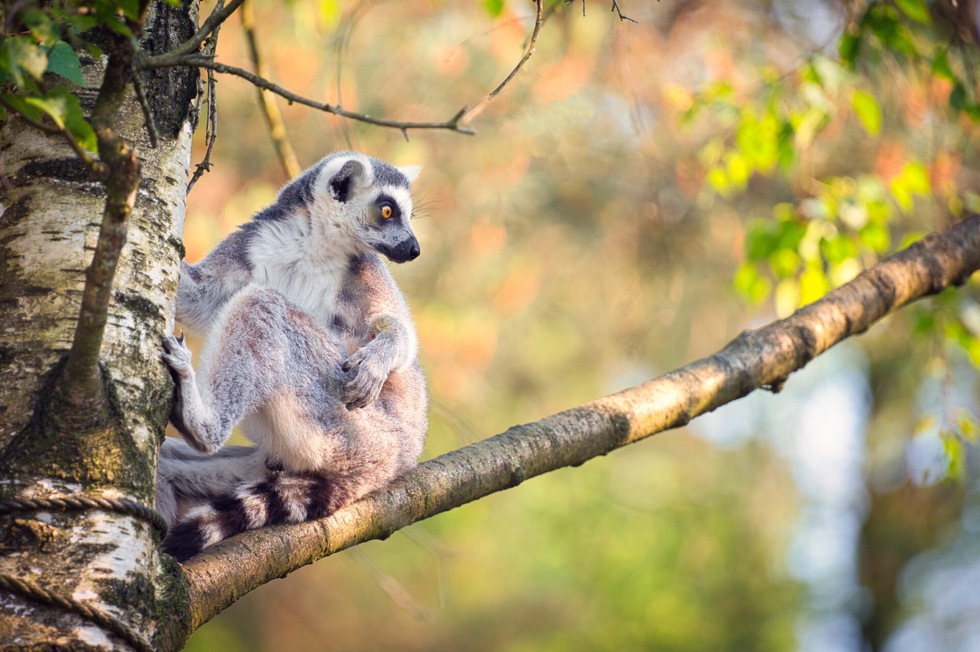 Ring Tailed Lemur Ringstaart Maki Beekse Bergen Zoo Dierentuin Safari Animals Tilburg Netherlands