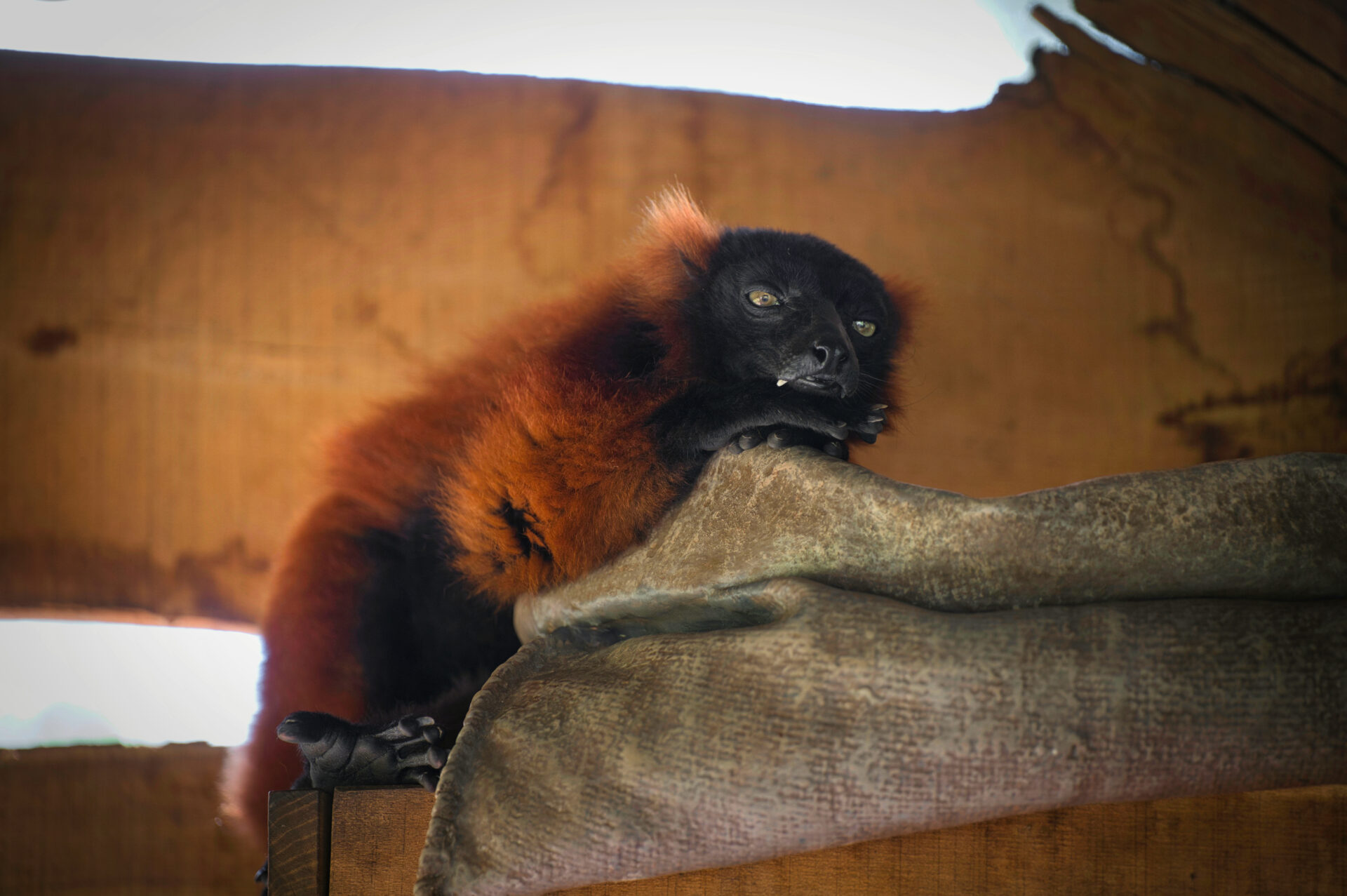 Rode Varo Red Ruffed Lemur Beekse Bergen Zoo Dierentuin Safari Animals Tilburg Netherlands