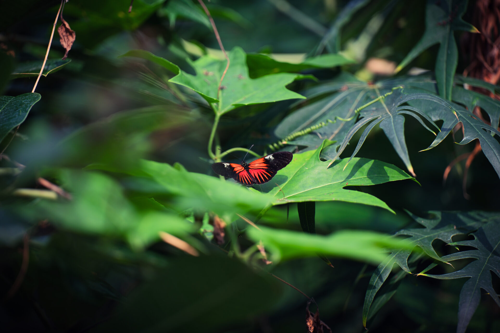 Royal Burgers Zoo Arnhem Dierentuin Butterfly Red Sitting on Loof Lover Insect Animals Nature Forest Netherlands