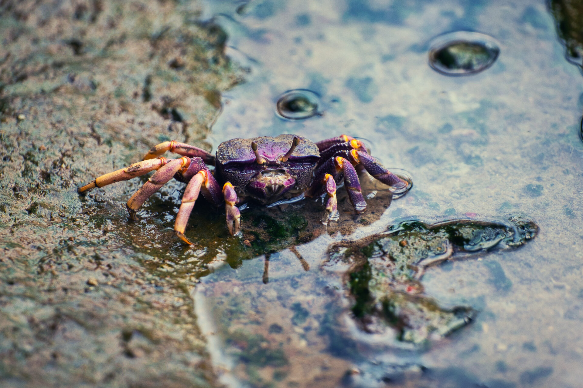 Royal Burgers Zoo Arnhem Dierentuin Crab Fiddler Crab Walking Water Beach Eating Scale claws Animals Nature Forest Netherlands