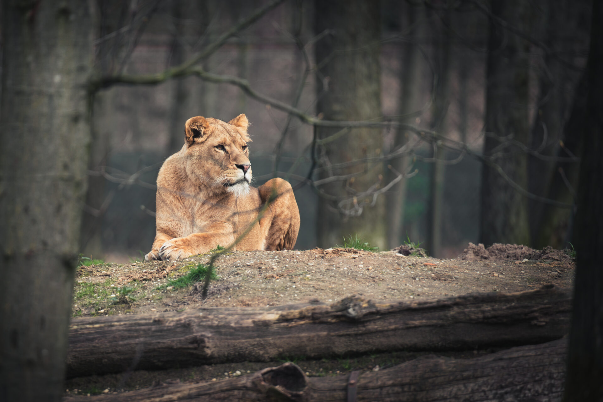 Royal Burgers Zoo Arnhem Dierentuin Lion Female Animals Nature Forest Netherlands