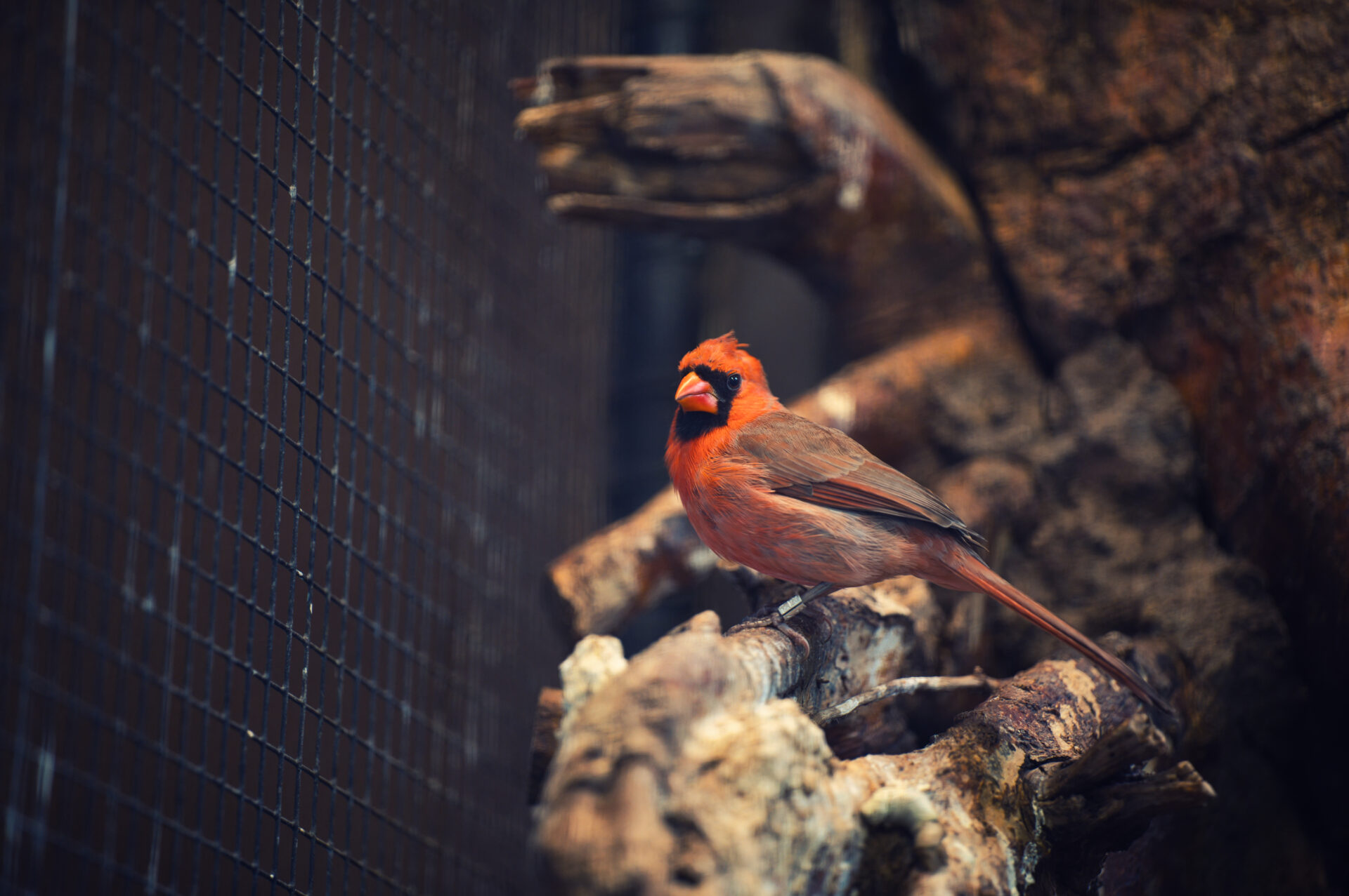 Royal Burgers Zoo Arnhem Dierentuin Northern Cardinal Bird Caged Bars Red Animals Nature Forest Netherlands