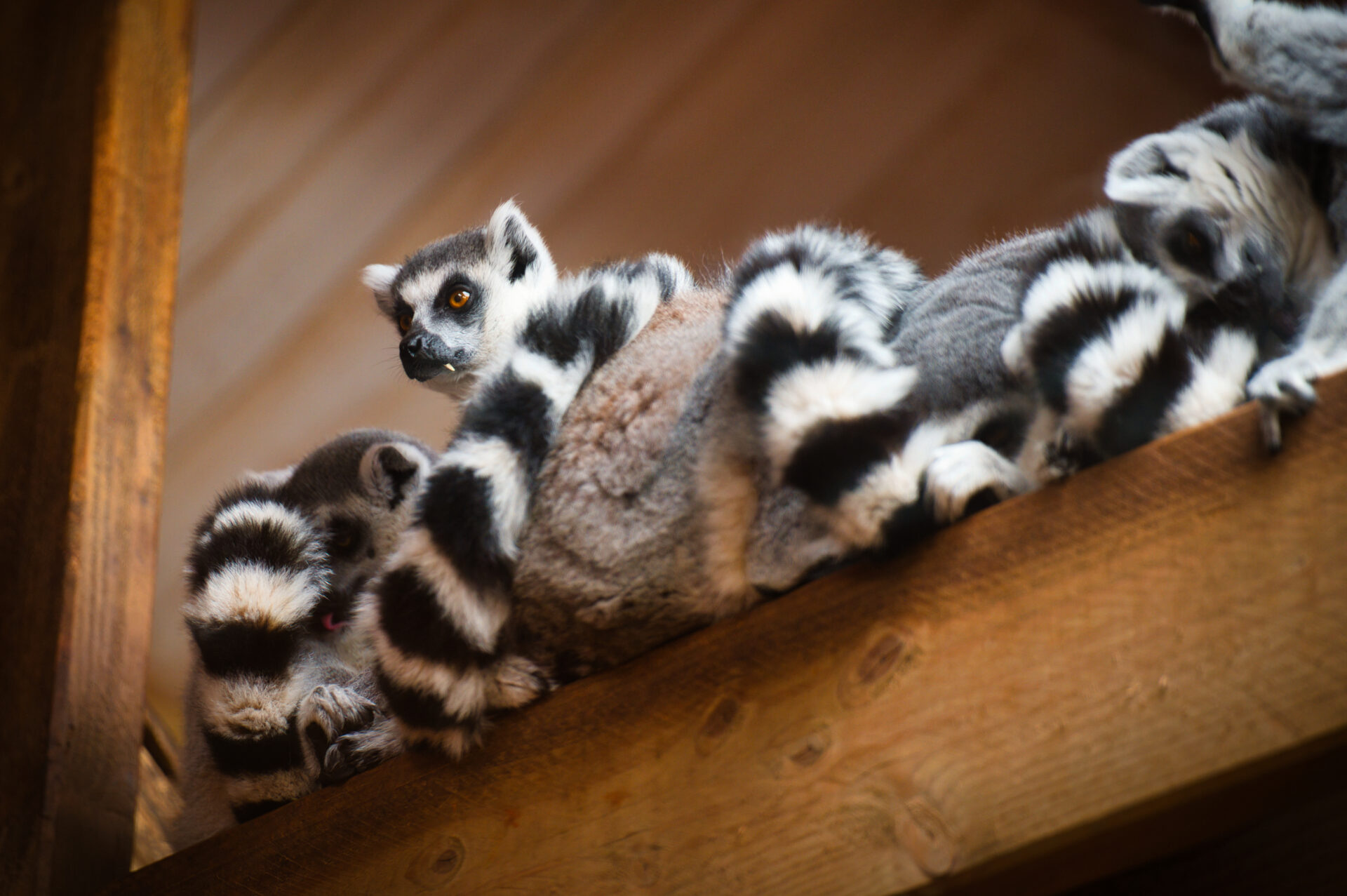 Royal Burgers Zoo Arnhem Dierentuin Ring Tailed Lemur Group Cuddles Animals Nature Forest Netherlands
