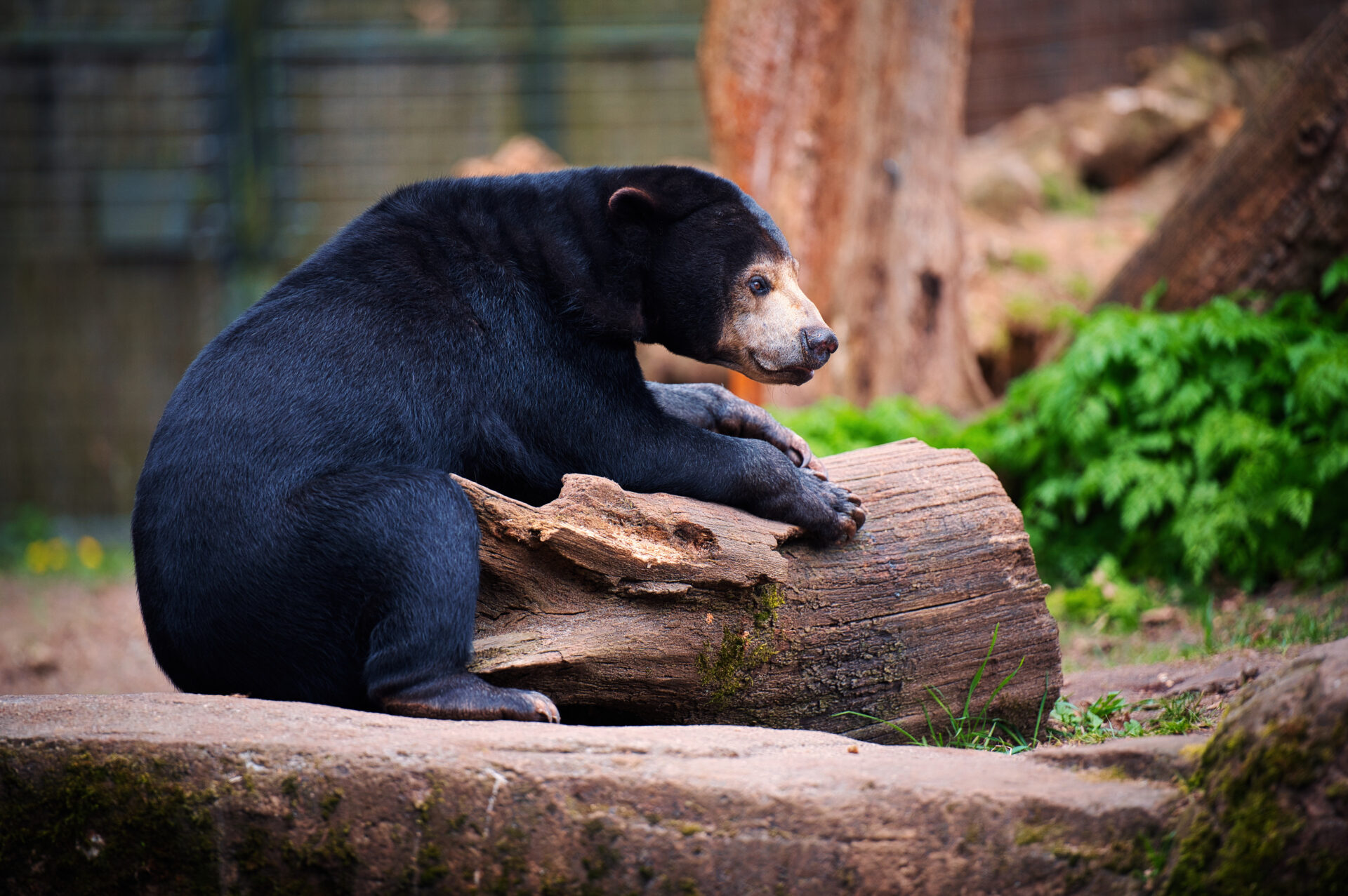 Royal Burgers Zoo Arnhem Dierentuin Sun Bear Maleise Beer Chilling Asian Animals Nature Forest Netherlands