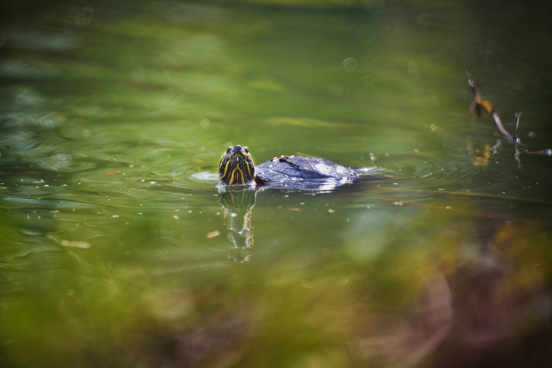 Royal Burgers Zoo Arnhem Dierentuin Turtle Tortoise Swimming Swamp Animals Nature Forest Netherlands