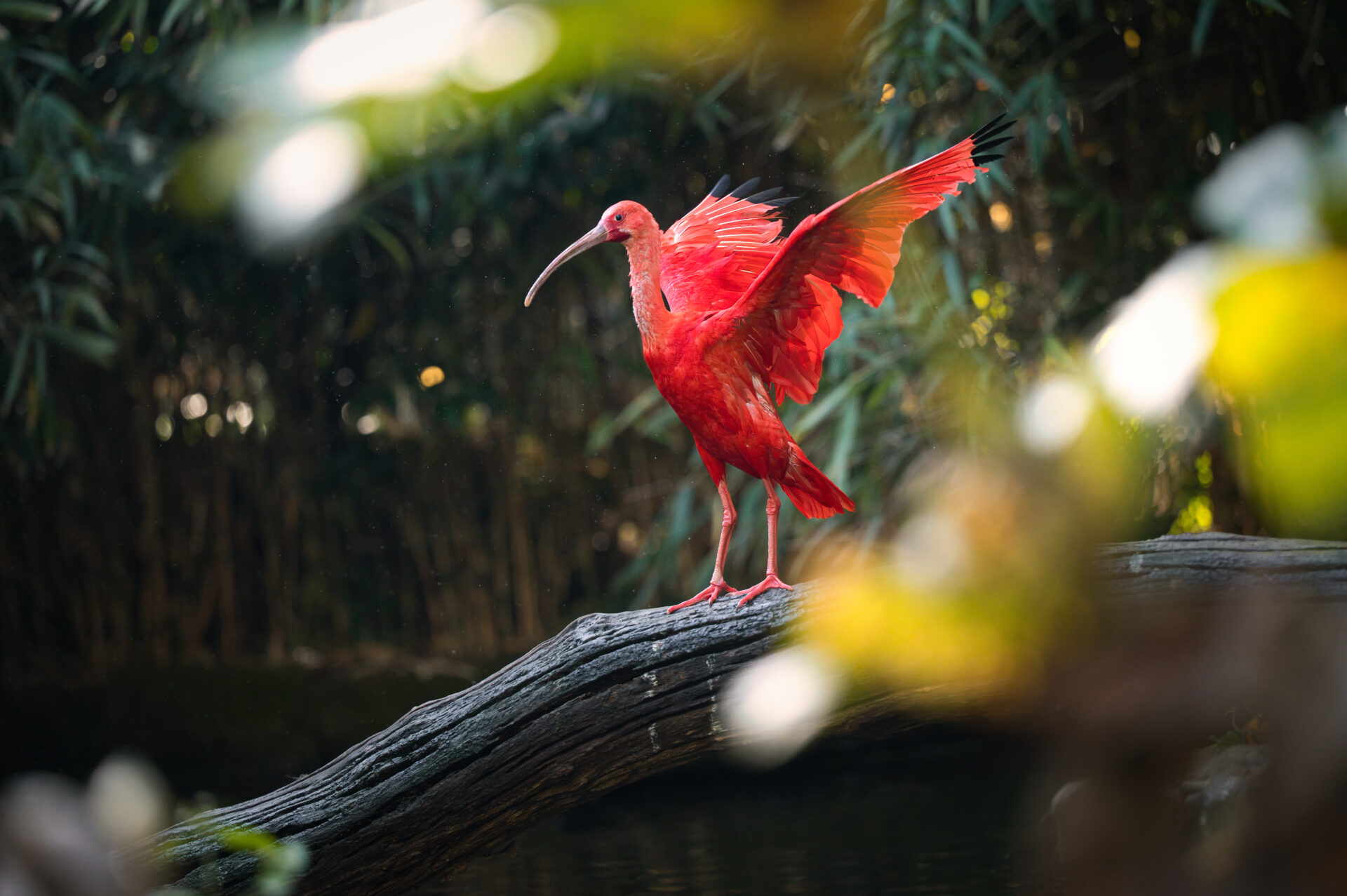 Scarlet Ibis Gaia Zoo Kerkrade Bird Red Nature