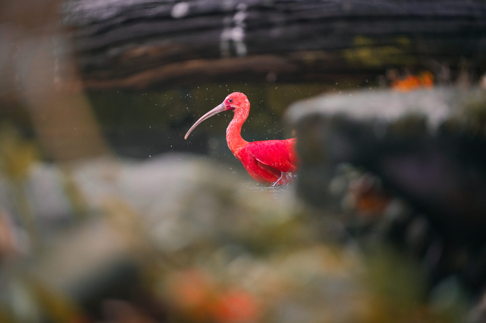 Scarlet Ibis GaiaZoo Kerkrade Bird Red Nature