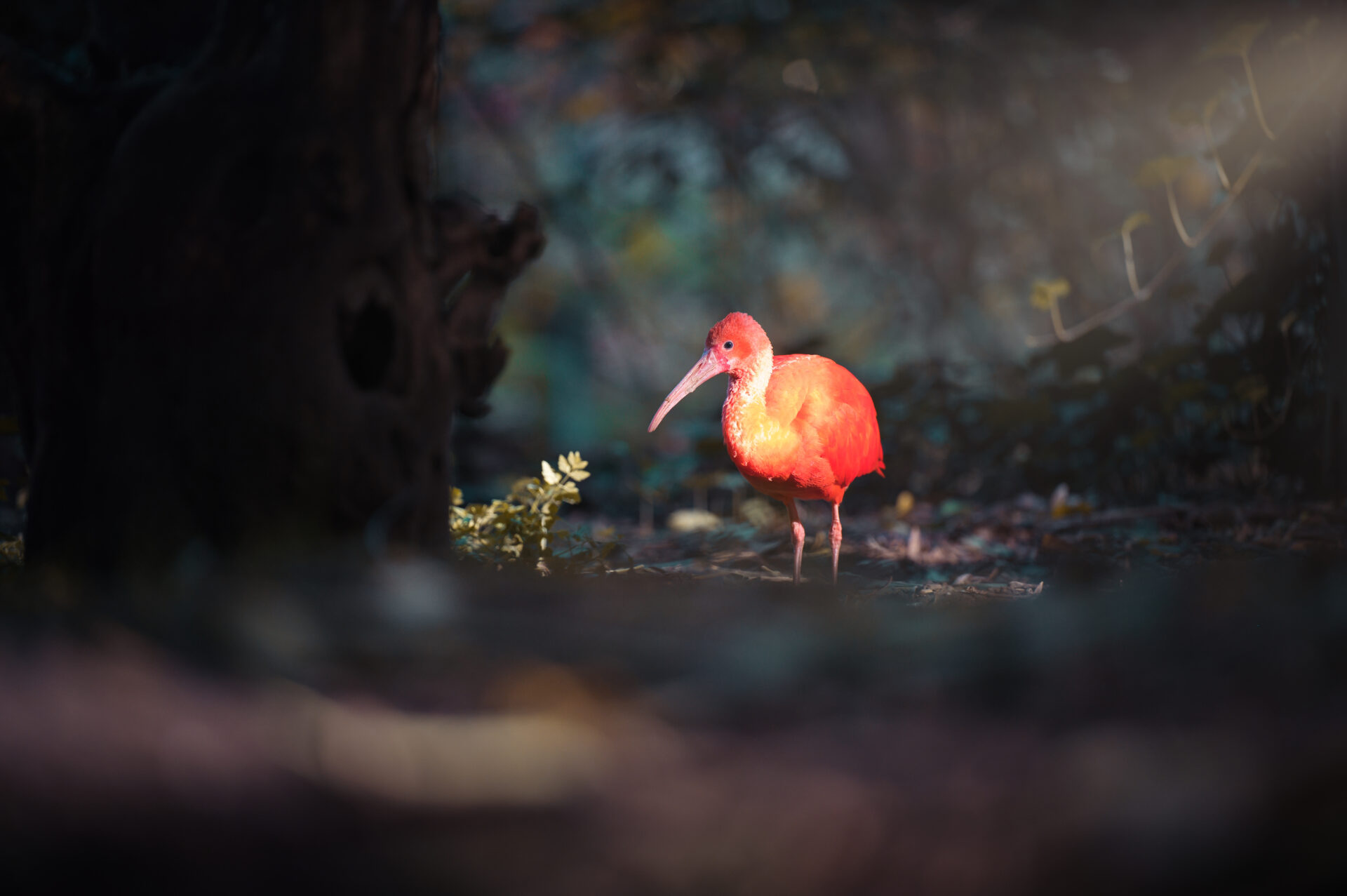 Scarlet Ibis Red Gaia Zoo Kerkrade Bird Red Nature.