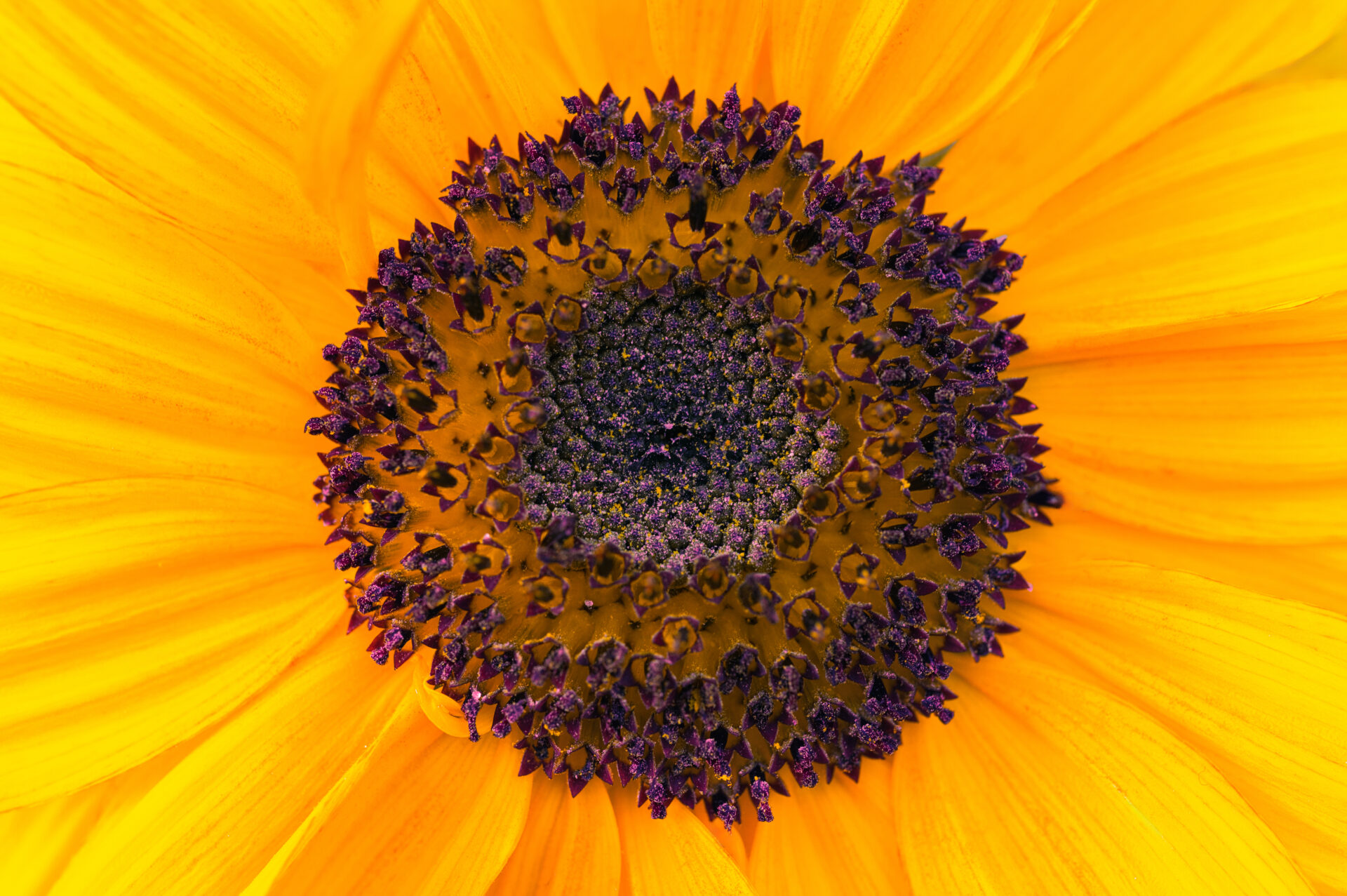 Sunflower flower Yellow Sun Macro Photography Close Up