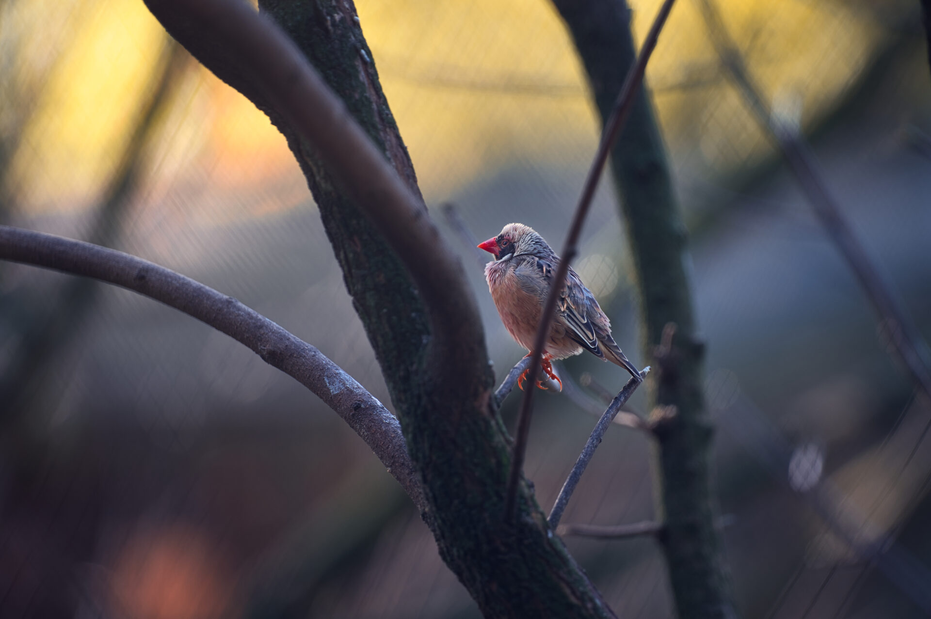 Tiny Bird in Tree Gaia Zoo Heerlen Kerkrade