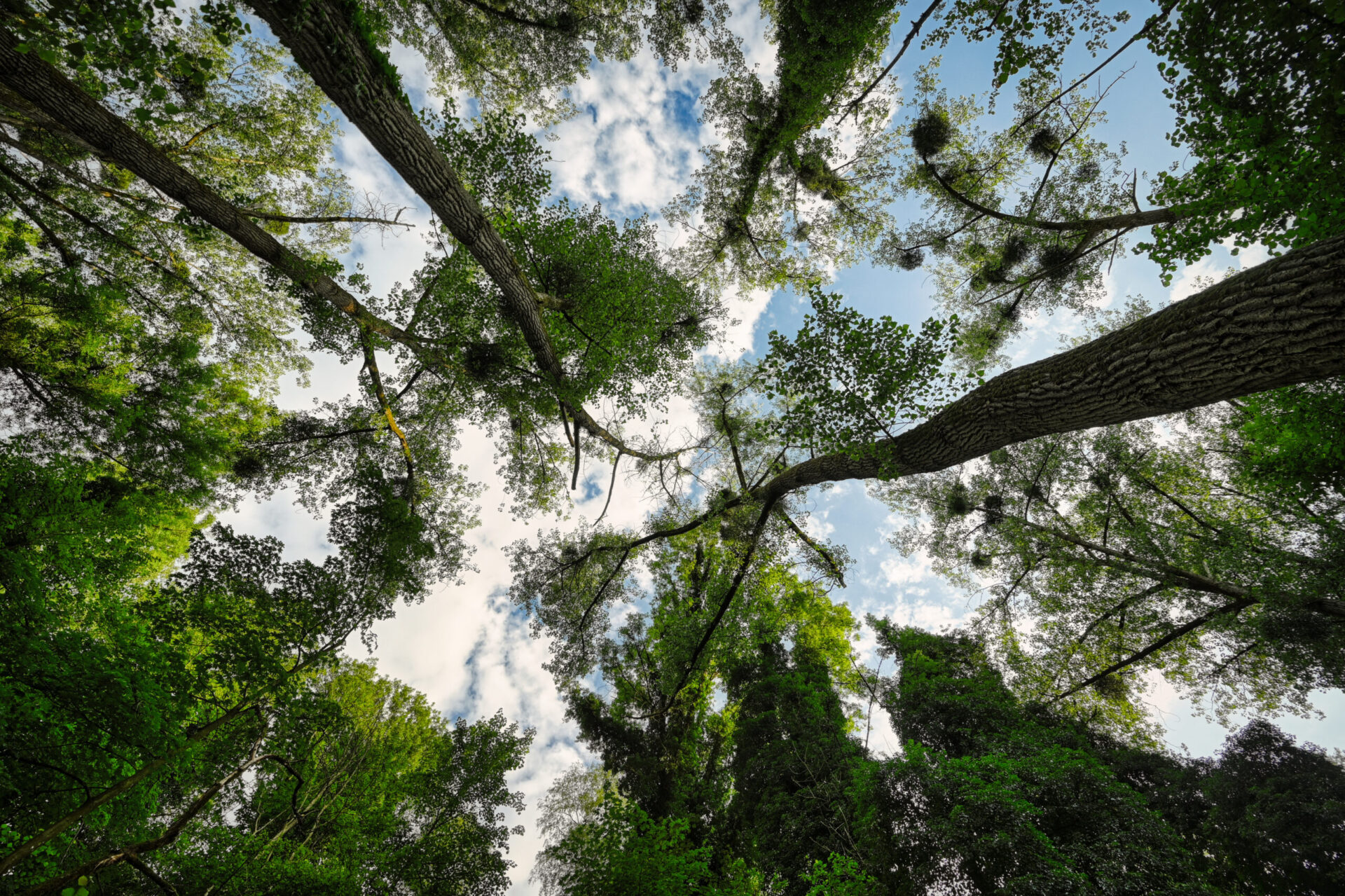 Treetops Forest Nature trees sky trunk Valkenburg 01 scaled